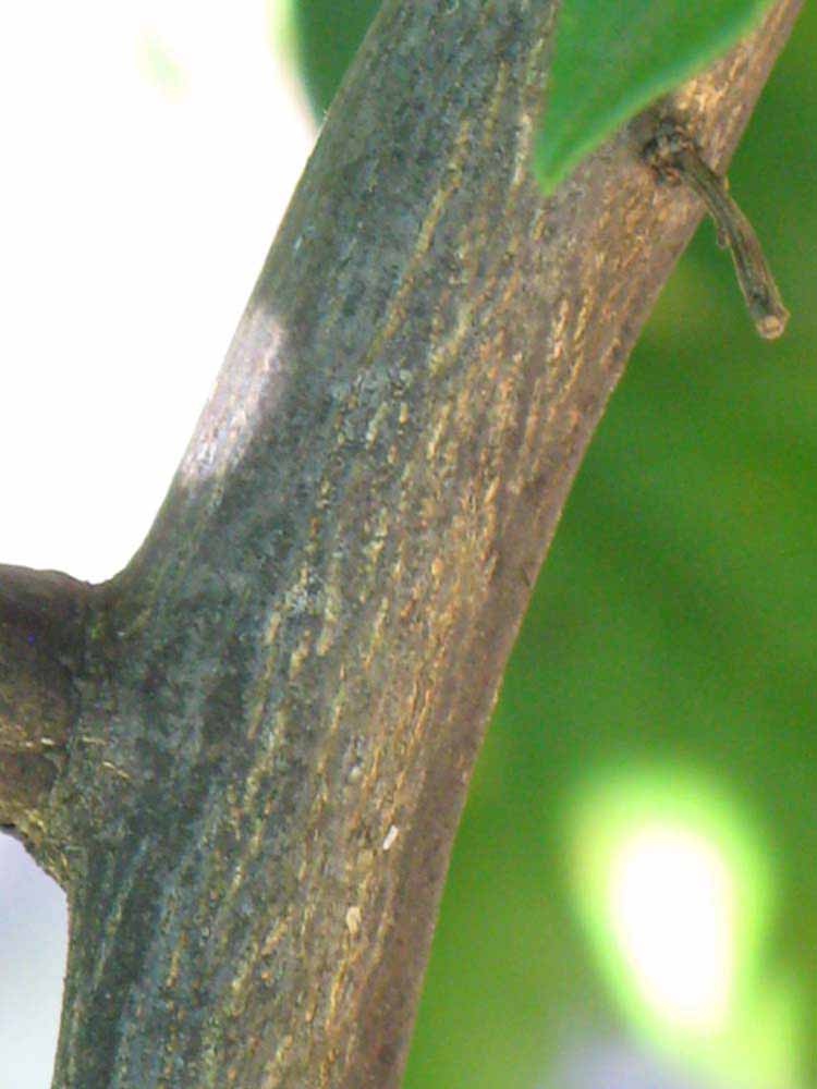              Second - third year twig (Winter Haven, FL)       